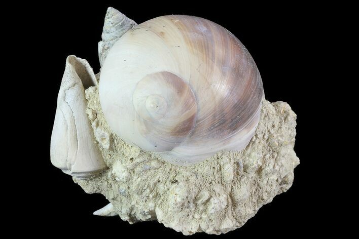 Tall Miocene Fossil (Gastropod) Cluster - France #70866